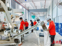 抱团聚势延链条，靖州茯苓产业赋能农户稳增收