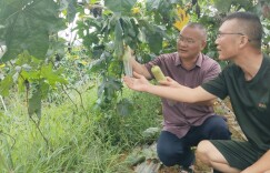 批发价1.8元仍供不应求！东安“甜丝瓜”凭“老滋味”闯市场