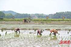 粮食生产万亩示范区“双抢”忙