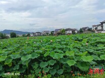 散文｜浦市荷语，光阴里的清欢