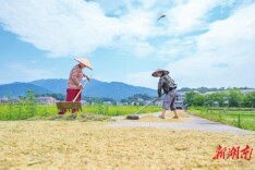 双峰县万亩示范区“双抢”忙|湖南日报·图片新闻