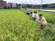 新田：委员履职助丰收 田间服务保粮安