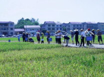 稻田摆擂台，良种竞高下！新邵21个早稻品种田间“比拼选秀”