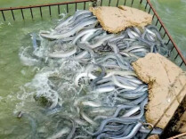 湖南活鳗鱼首次“游”向海外