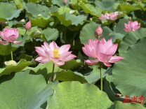 夏日限定！鹤城凤坪村百亩荷花盛放