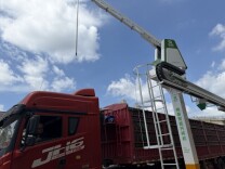 金灿灿的稻谷“瀑布”来了！直击湖南夏粮收购现场
