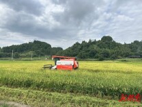 入夏好“丰”景  田间“双抢”忙