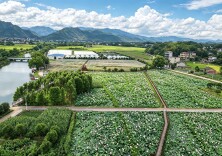 荷香满径迎客来——鹿马桥镇马坪村夏日荷田迎来最佳观赏期！