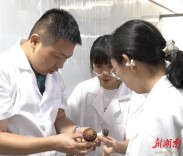 省农科院技术赋能株洲红松茸产业