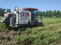 深耕生态良田 赋能乡村振兴——常德清水稻虾种养专业合作社绘就现代农业高质量发展新图景