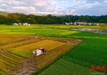 “双抢”农忙 霞染田园