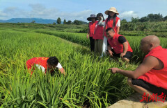 科技助农暖人心 无人机飞防保丰收——辰溪县黄溪口镇芙蓉村开展免费植保志愿服务活动