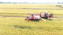 新农人、新装备，湖南“双抢”玩出新花样
