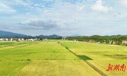 稻谷飘香 风光旖旎