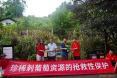 基因密码续写产业传奇——中方县百年刺葡萄“始老祖藤”枯木逢春