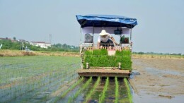 覆膜插秧与预制育秧齐上阵！科技赋能岳阳县“双抢”