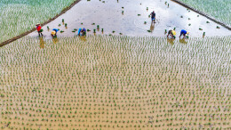 抢抓农时忙“双抢”
