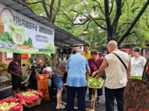 荷塘区仙庾镇：村社共建打通产销堵点 徐家塘村香瓜直达居民“果篮子”
