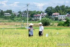 何朝晖调研“双抢”及粮食安全工作