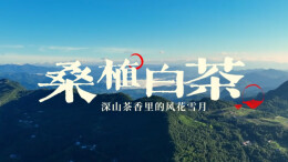 桑植白茶，深山茶香里的风花雪月