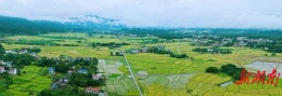 万亩早稻绘“丰”景