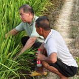 辰溪县仙人湾瑶族乡：农技服务进田间 护航秋粮保丰收
