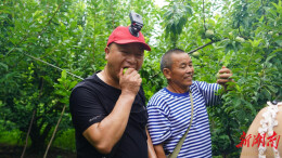 谁是“奈李之王”？来看靖州太阳坪乡这场果香浓郁的文旅推介活动