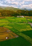 稻花香里话丰收，这组湖南“双抢”壁纸请查收