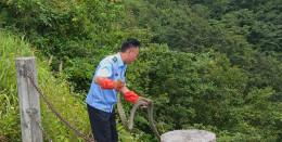 放蛇归山！城步放生近40条野生蛇守护生态平衡