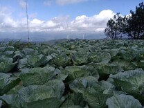 高山蔬菜“朝发午至”，抹茶产线“一鸣惊人”—— 湖南农业这样“破卷”增收