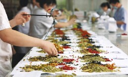 “十五五”时期全面推进中医药高质量发展！《规划》部署十方面重点任务