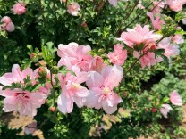 赏多肉沙生植物 邂逅“光萤草”梦幻——世界花卉大观园端出暑期“文旅大餐”