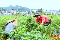 订单蔬菜促增收