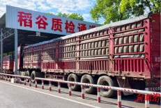衡阳县：早稻飘香满蒸水，粮安天下惠万家