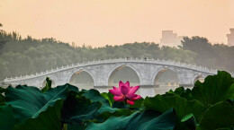 北京玉渊潭公园：旭日东升映古桥，满池荷花别样红