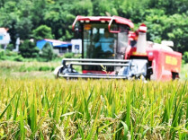Farmers Across Hunan Busy with Agricultural Production Around Dashu