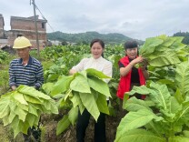 凡人故事丨临武曾小艳：巾帼之花别样红