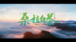桑植白茶