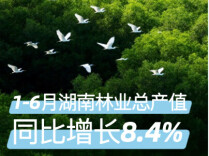 增速 8.4%！绿色湖南的“生长力”