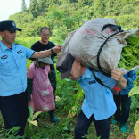 烟农凌晨出工，民警凌晨到岗！断龙山镇的“金叶子”有了“平安色”