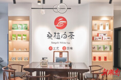 巾帼逐梦仓关峪  桑植白茶兴乡村 