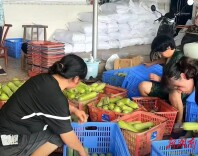 楚国良专栏 | 一条丝瓜撬起一方产业