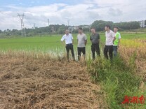 人保财险宁远支公司：田间查勘治虫害 农险护航保粮安