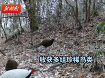 珍稀鸟类频频现身舜皇山 生态底色持续擦亮新宁山水