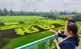 通州台湖现巨幅稻田画，观赏期持续至8月底