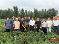 湖南辣椒种到乌兹别克斯坦