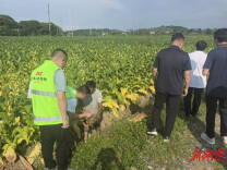 人保财险宁远支公司：空地协同查勘烟叶病害 提速理赔守护烟农收益