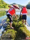 孙水河饮用水源保护区水草猛增 娄星区多措并举紧急“净水”