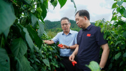 研发辣椒基因“扫码仪”！湘研种业参与项目获湖南省科技进步一等奖
