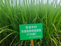 立足高山生态 深耕优质稻产业——洞口县罗溪瑶族乡以特色稻米铺就乡村振兴路